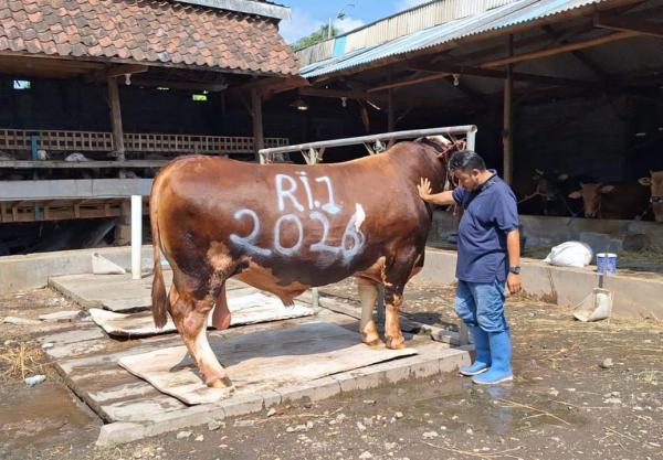 Berbobot 1,2 Ton, Sapi Simmental Milik Peternak Probolinggo Jadi Hewan Kurban Prabowo