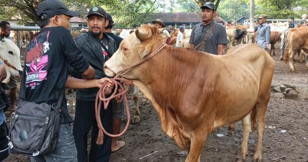 Jelang Iduladha, Harga Sapi Kurban di Pasar Hewan Purwakarta Melonjak hingga Rp3 Juta per Ekor