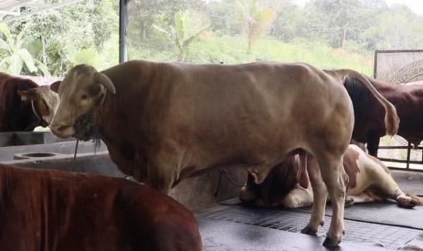 Sapi Jumbo 1 Ton Milik Peternak Balikpapan Jadi Hewan Kurban Presiden Prabowo