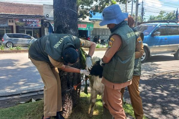 Jelang Iduladha Disnakkan Grobogan Cek Hewan Kurban, Pastikan Penuhi Syarat dan Kondisi Sehat