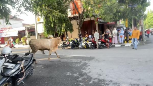 Sapi Kurban Jenis Simental Lepas di Tengah Kota Lamongan, Nyaris Masuk Salon