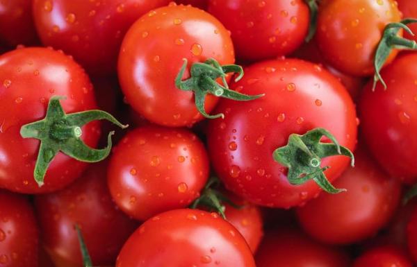 Harga Tomat di Tulungagung Lebih Tinggi dari Kota Blitar, Selisih Rp1.750 per Kilogram