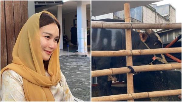3 Sapi Limosin, Ayu Tingting Kurban Bersama Anak dan Keponakan