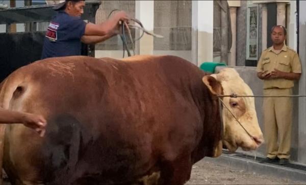 Sapi Kurban Presiden Prabowo Nyaris 2 Ton, Daging Dibagikan ke Warga Menggunakan Besek