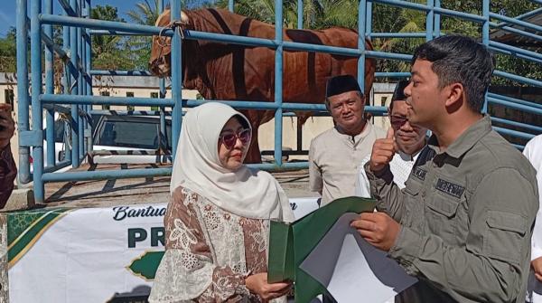 Si Mulud, Sapi Limosin Bobot 975 Kg Milik Peternak Pandeglang Jadi Hewan Kurban Presiden Prabowo