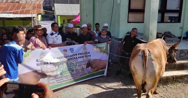 Presiden Prabowo Bantu Sapi Kurban 805 Kg, Diserahkan Bupati TTU di Masjid Nurul Falah