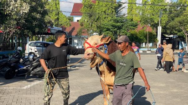 Sapi Kurban Presiden di Bojonegoro Berasal dari Peternak Kalitidu, Bobot Lebih dari 1 Ton