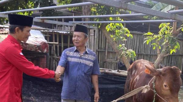 2 Ekor Sapi Kurban Dari PDIP Jatim Disembelih di Jombang, Wujud Semangat Gotong Royong