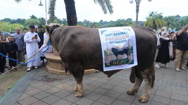 Presiden Prabowo Sumbang Sapi Kurban 1,07 Ton untuk Warga Kota Samarinda
