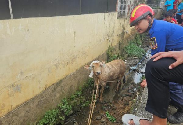 Sapi 500 Kg Ngamuk dan Masuk Parit di Jatiasih Bekasi, Damkar Evakuasi 1 Jam