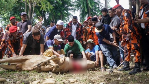 Jumlah Hewan Kurban Meningkat, Pemuda Pancasila Sumut Salurkan 18 Sapi di Medan dan Aceh