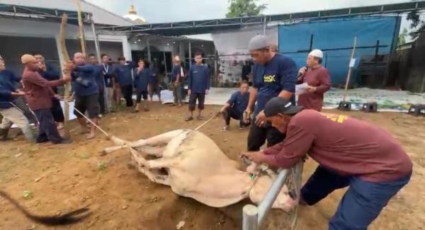 Semangat Berbagi di Idul Adha, Masjid Nurul Jannah Pangkalpinang Sembelih 9 Sapi dan 5 Kambing