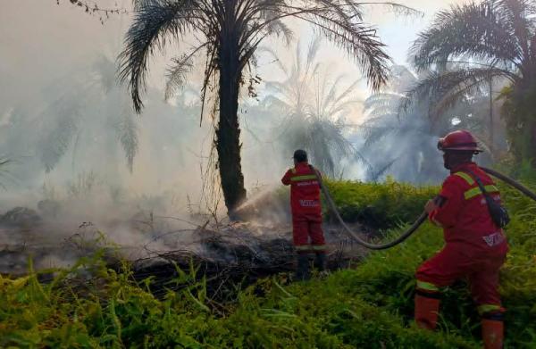 Tiga Kabupaten di Riau Dilanda Karhutla, Tim Berjibaku Padamkan Api