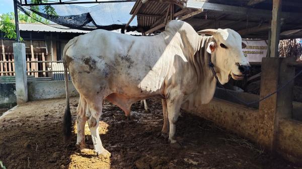 Sapi Kurban Bupati Bojonegoro Jenis Peranakan Ongole dari Tambakrejo, Segini Bobotnya