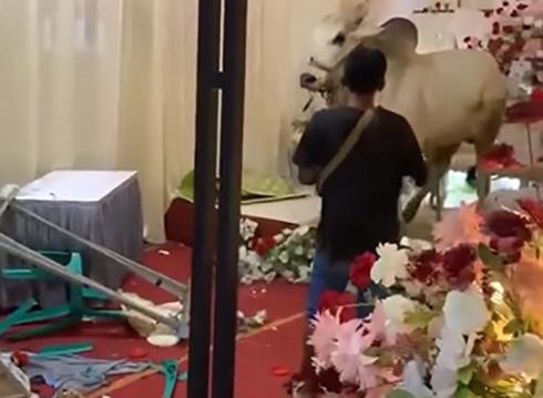 Viral Sapi Ngamuk Rusak Pesta Pernikahan hingga Pelaminan Hancur, Pengantin Nangis Histeris