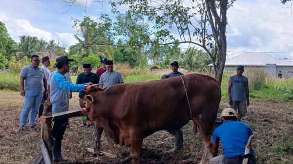 Tokoh Pejuang Babel Soroti Kondisi Daerah saat Pemotongan Hewan Kurban di Pangkalpinang