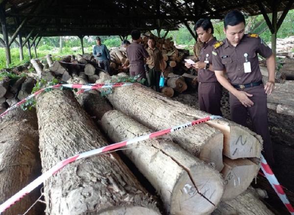 Berkas Kasus Pencurian Kayu Dengan Tersangka Kades Lebungjumuk Sudah di Kejaksaan Grobogan