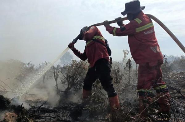 Kebakaran Meluas Capai 70 Hektare di Rantau Bais Rohil, Petugas Berjibaku Padamkan di Tengah Terik