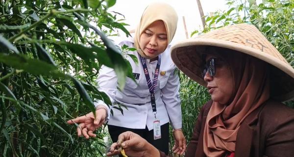 Emak Petani Cabai Merah Gen Z ini Sukses Kembangkan 15 Ribu Tanaman dan Jaga Stabilitas Harga