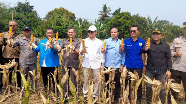 Panen Raya Jagung KNPI Lebak, Wagub Banten Dorong Petani Muda Jadi Motor Ketahanan Pangan