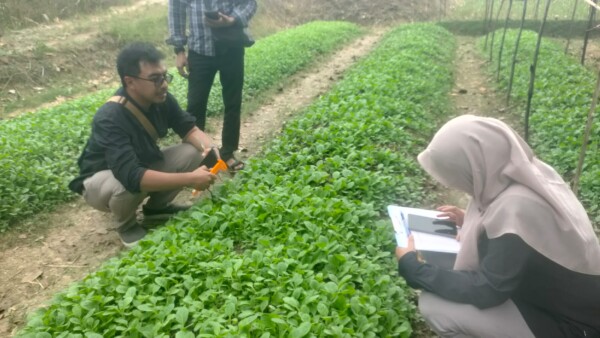 Dari 22 Menjadi 26 Kecamatan, Budidaya Tembakau di Bojonegoro Terus Meluas