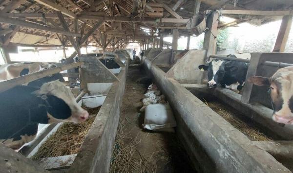 Selama Momen Iduladha, Dispernakan KBB Temukan 45 Kasus Infestasi Cacing Hati di Hewan Kurban