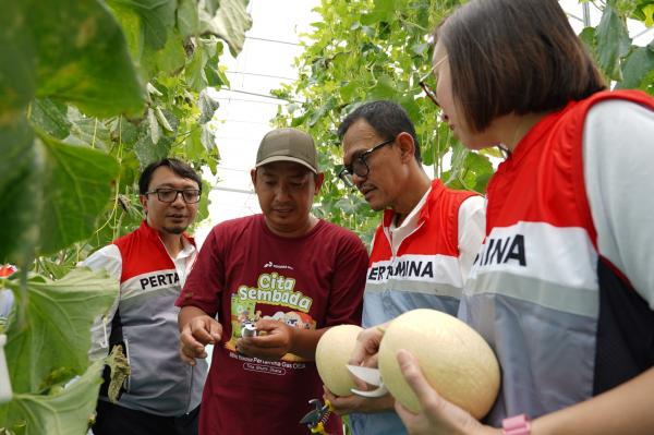 Desa di Sidoarjo Ini Sukses Kembangkan Melon Modern dengan Omzet Rp51 Juta