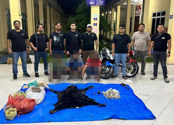 Bongkar Sindikat Satwa Langka di Simalungun, Polisi Sita Kulit Beruang hingga Paruh Rangkong