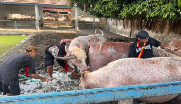 Kerbau Bule Keraton Surakarta Siap Ikut Kirab Malam 1 Suro, Sesuai Dawuh PB XIV Hangabehi