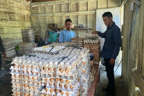Kelompok Peternak GAYATRI Bojonegoro Kembangkan Sistem Barter Telur dengan Pakan Ternak