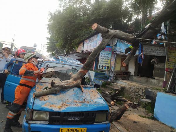 Pohon Kicopong Tumbang Timpa Kios dan Angkot di KS Tubun Bogor, Lalu Lintas Sempat Macet