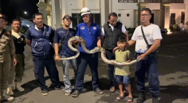Mencekam! Ular Piton 4 Meter Bergelantungan di Atas Kabel Saat Haul Sunan Bonang Tuban