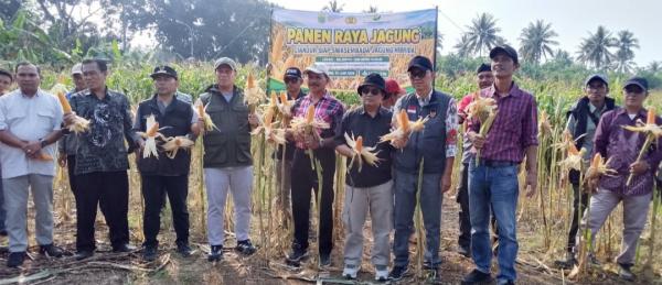 Panen Raya Jagung Hibrida di Sindangbarang, Jadi Motor Penggerak Ketahanan Pangan Cianjur