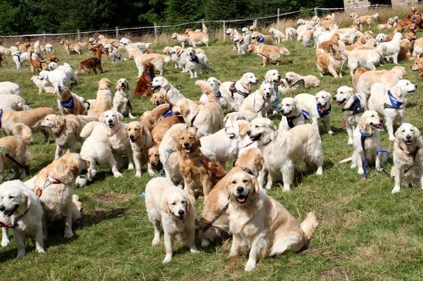 361 Golden Retriever Kumpul Di Skotlandia Rayakan Ulang Tahun Ke 150