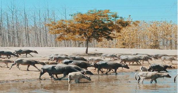 Mengenal Kampung Kerbau Wisata Unik Mirip Afrika Ala Ngawi Bagian 1