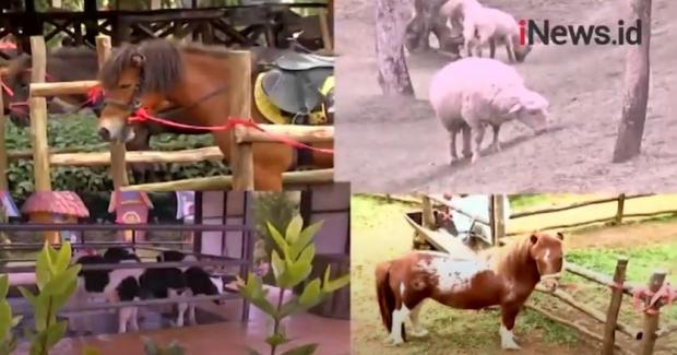 Video Berlibur Panjang Di Bogor Jelajahi Wisata Berkuda