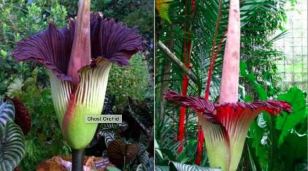 Free Download 500+ Gambar Flora Langka Di Indonesia Terbaik - Gambar