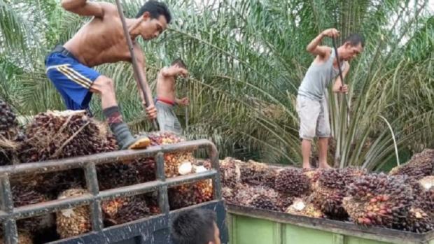 Harga TBS Sawit Tak Menentu, Petani di Muarojambi Makin Pusing