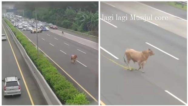 Viral Sapi Lepas di Tol Jagorawi Jelang Idul Adha, Auto Macet Panjang