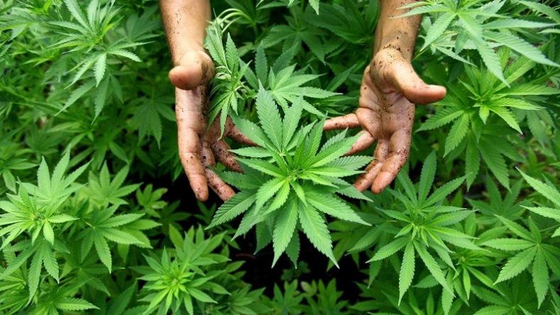 Mentan Tetapkan Ganja Jadi Tanaman Obat, Mau Direvisi?