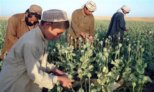 Sekolah Ditutup, Anak-Anak Afghanistan Terpaksa Kerja di Ladang Opium Milik Taliban