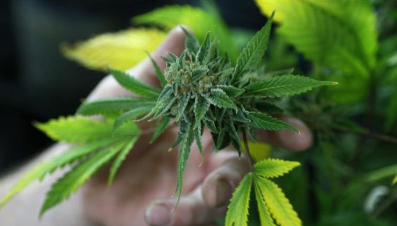 Wow, Toko Ganja Legal Dibuka di New York untuk Pertama Kali