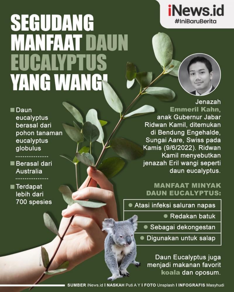 Eucalyptus: Pohon Serbaguna dengan Segudang Manfaat