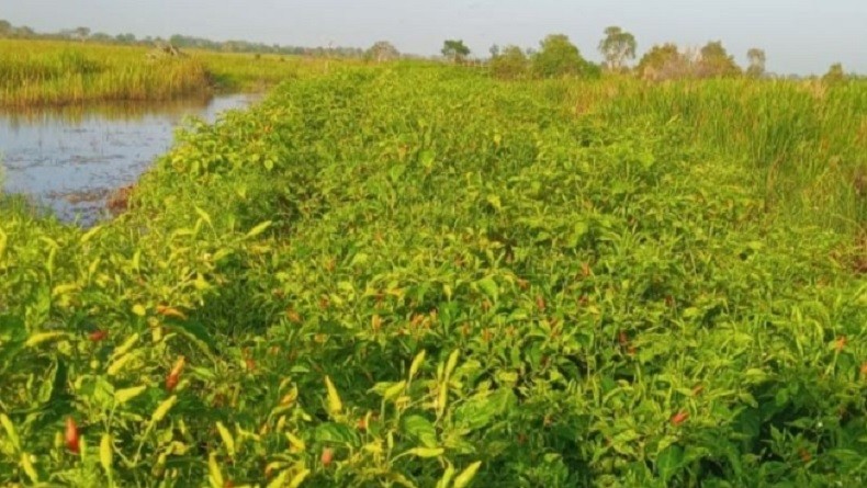 Ada Kenaikan Harga, Petani Cabai Rawit Hiyung di Kalsel Raup Untung Rp50.000 Per Kg