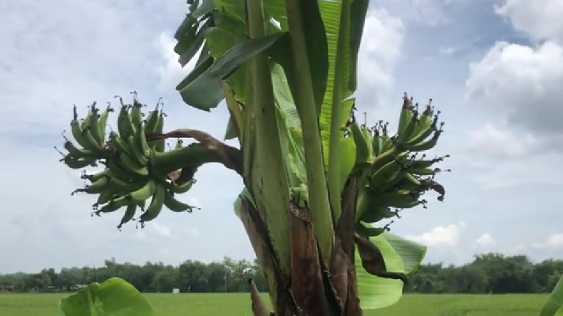 Pohon Pisang Bertandan 5 Tumbuh di Bojonegoro, Warga Geger