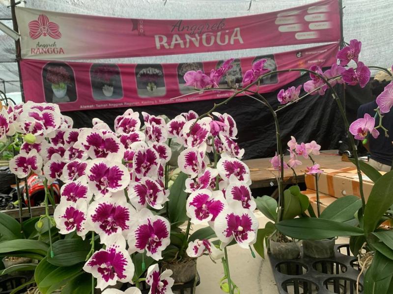 Dari Supir Anggrek Menjadi Sultan Ragunan: Kisah Sukses Rangga Berkat KUR BRI