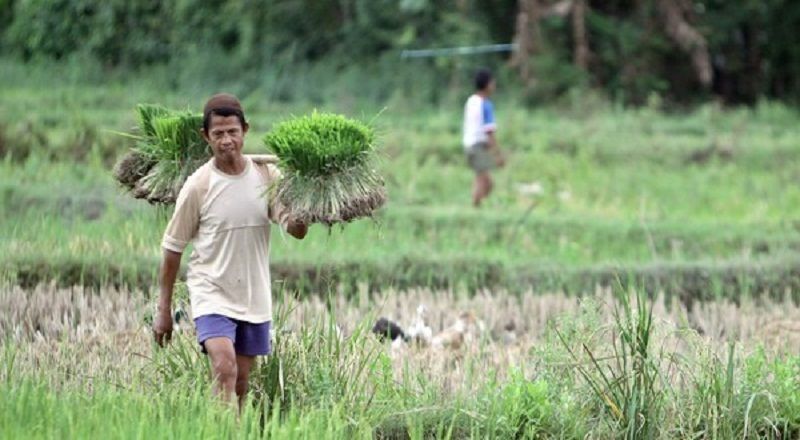 Kementan Harap Target Asuransi Pertanian dan Peternakan 2019 Tercapai