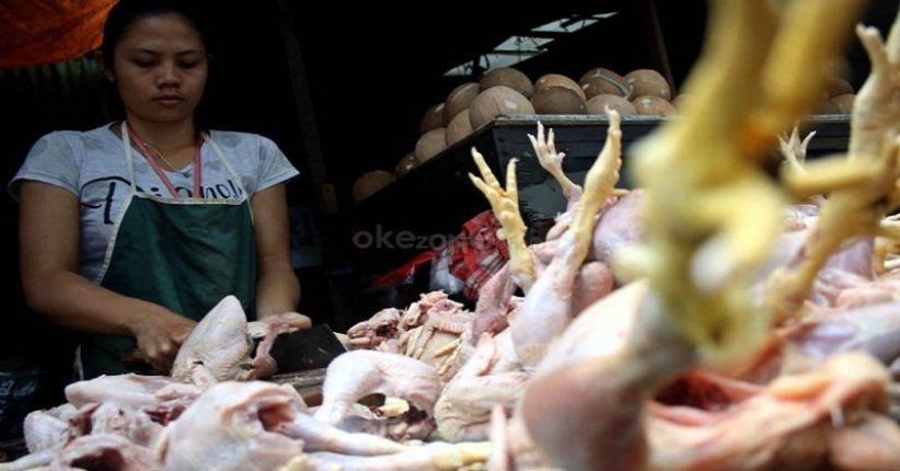Harga Ayam Anjlok, UGM: Pemerintah Harus Turun Tangan