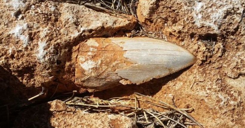Fosil Gigi Hiu Dinosaurus Jaman Purba Dicuri di Australia