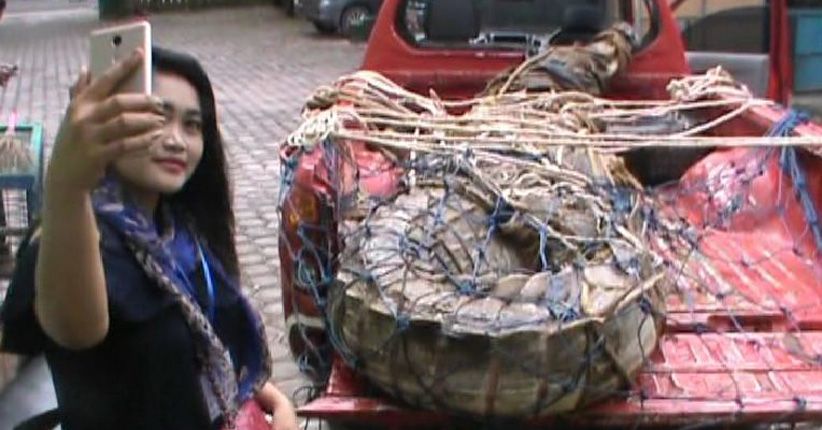 Viral di Medsos, Buaya Senyulong 1 Ton Diamankan BKSDA Kalteng